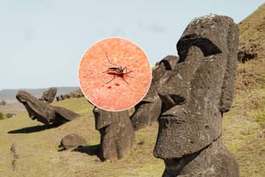 Cuatro casos de dengue confirmados en Rapa Nui se elevan a cuatro