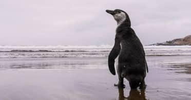 Gobierno retira decreto de protección para pingüino de Humboldt y genera preocupación en científicos