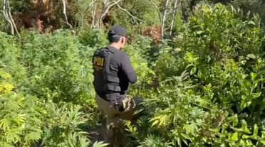 PDI erradica más de mil plantas de cannabis en sectores rurales de Licantén y Hualañé