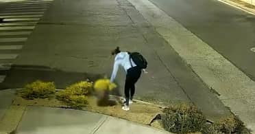 Denuncian continuos robos de plantas desde espacios públicos en sector Hacienda El Boldo de Curicó