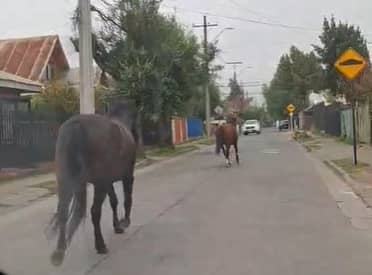 Caballos sueltos en Curicó: Municipio habilitará nuevo corral en exrefugio "Almas en el Camino"