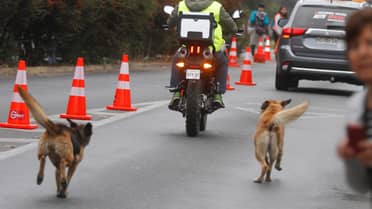Niña de 3 años muere tras brutal ataque de perros en Chillán