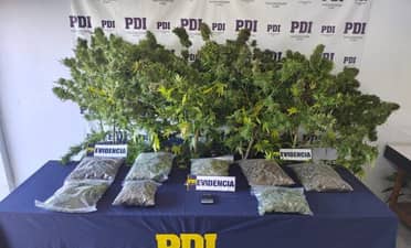 PDI detiene a un sujeto y desbarata cultivo ilegal con más de cuatro kilos de cannabis en Retiro
