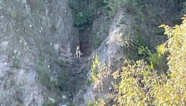 Potrero Grande: Bomberos acude al rescate de perro atrapado en una ladera