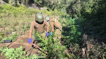 Carabineros incauta más de 70 plantas de marihuana tras denuncia de trabajador agrícola en el sector Agua Fría