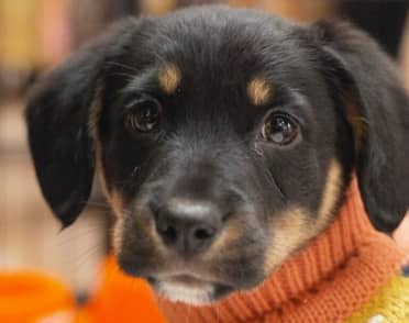 Casaideas y Fundación La Pandilla Romeral realizarán jornada de adopción de perros en Curicó
