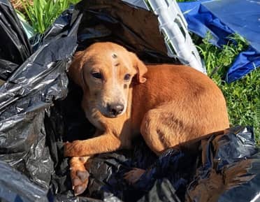 Equipos municipales rescatan a cachorro abandonado en una bolsa en un basural de Santa Fe
