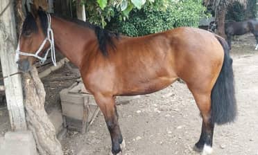 Millonario robo en Molina: delincuentes sustraen doce caballos chilenos desde el sector La Palmilla
