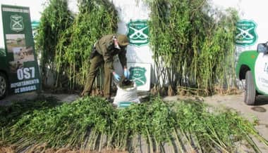 Carabineros incautó mil 500 plantas de cannabis sativa en operativo antidrogas