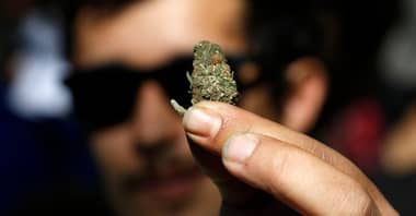 Tenino llamó a Carabineros para denunciar robo de sus plantas de marihuana