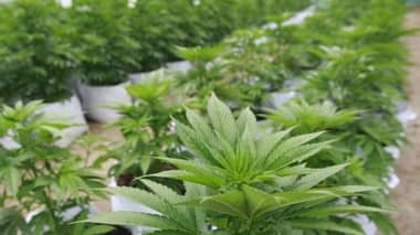 Aprueban primer registro de medicamento fabricado en base a cannabis