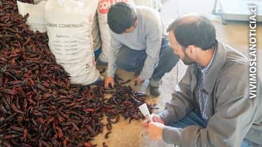 Investigadores potenciarán cultivos del ají “cacho de cabra”
