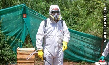 [FOTOS] Expertos realizan acciones en focos de Hylotrupes Bajulus
