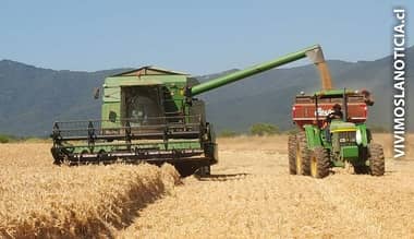 Bajo precio del quintal de trigo pone en riesgo de desaparecer a agricultores
