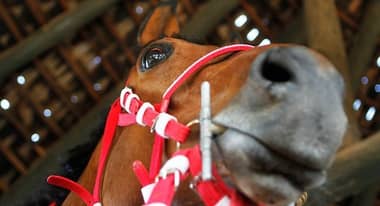 Roban caballos fina sangre en Hacienda San Isidro de Teno