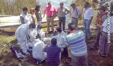 CONAF revisó cisnes de cuello negro en Laguna Torca