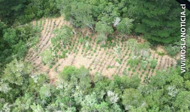 300 plantas de marihuana fueron descubiertas en quebradas del sector El Buche en Hualañé