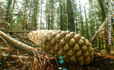 CONAF descarta existencia de árboles pirogénicos