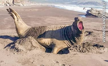[FOTOS] Avistan elefante marino en playas de Llico