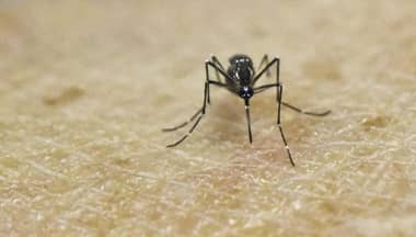 Encuentran mosquito que transmite el zika en Chile continental