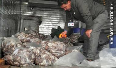 Decomisan una tonelada de moluscos en mal estado