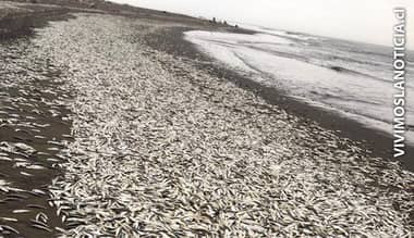 CONDEPP denuncia masiva varazón de sardinas