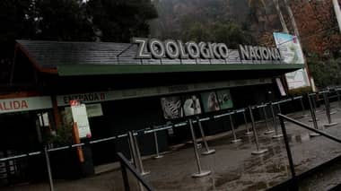 "Intento suicida" causó muerte de dos leones en Santiago
