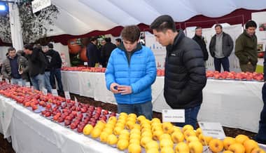 Universidad de Talca prepara nueva variedad de manzana resistente al daño por sol