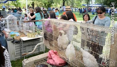 [FOTOS] Primera "Expo Aves" presentó gallina mapuche a niños de Molina