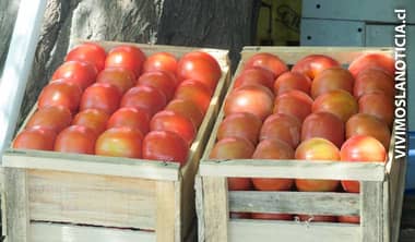 Productores de tomates trabajan en denominación de origen