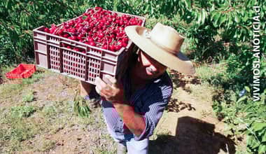 Agricultores romeralinos expectantes por precipitaciones que podrían perjudicar producción de cerezas