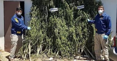 PDI Curicó detecta plantación de más de 3 mil  plantas de marihuana