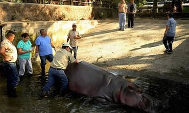 Insólito: agreden a hipopótamo en zoológico de El Salvador