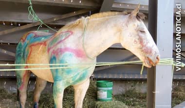 [FOTOS] Hospital veterinario se instala en Estadio Enrique Donn Muller