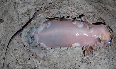 Hallan especie de lagarto que bota sus escamas y piel para no ser cazado