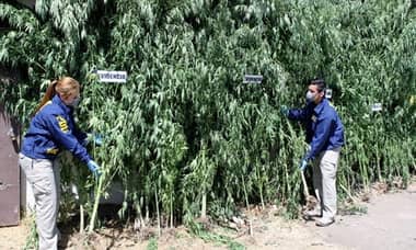 PDI Curicó detuvo a hermanos por cultivo de marihuana