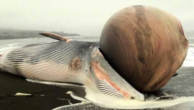 Qué es el enorme bulto en la cabeza de la ballena varada en Pelluhue