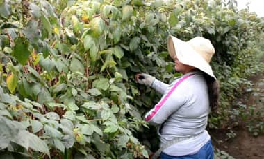 Frambueseros víctimas de millonario error reciben apoyo de autoridades