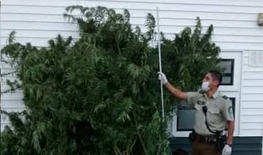 Carabineros detiene a sujeto por cultivo de marihuana en Longaví 