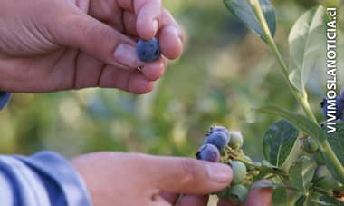 Temporada del arándano termina con sabor amargo para exportadores