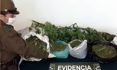 Detienen a hombre de 70 años por cultivo ilegal de marihuana
