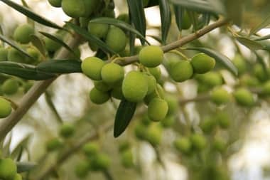 Científicos crean forma para estimar cantidad de aceite en olivo