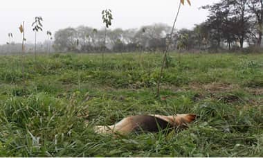 Informe de veterinaria descarta que  perro  “mateo”  fue víctima de maltrato animal