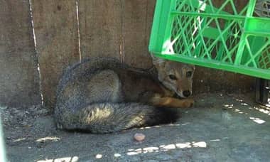 [FOTOS] Rescatan a animal protegido en Majadilla de Rauco