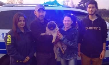 PDI recupera perro pug a casi un año de su robo