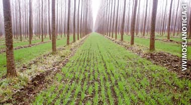 Nuevas variedades de álamos: oportunidad para la diversificación agro forestal del país