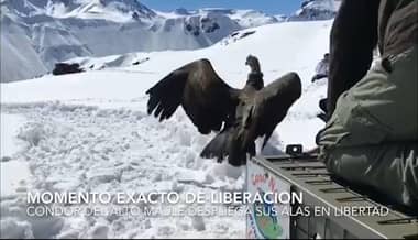 [VIDEO] Liberan a cóndor que fue hallado intoxicado y desnutrido