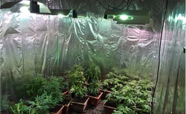 PDI detecta cultivo "indoor" de cannabis sector norte de Rancagua