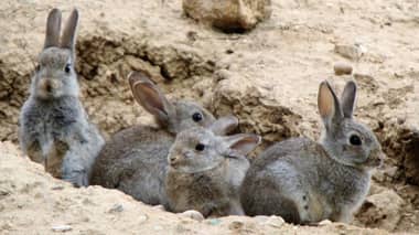 Conejo, zarzamora y otras: piden controlar especies por millonario daño ambiental en Chile