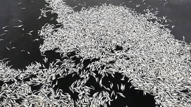 Investigan varazón de una tonelada de sardinas en desembocadora del río Maule